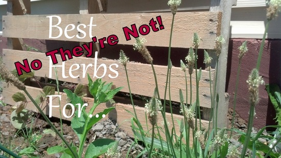 Best Herbs For... No They're Not! | Paula's Herbals
