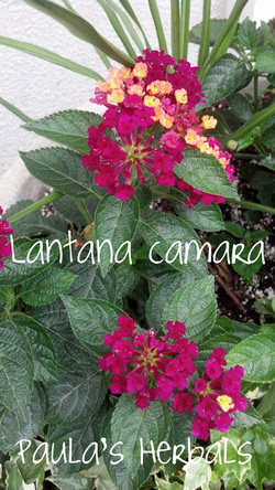 Lantana | Paula's Herbals