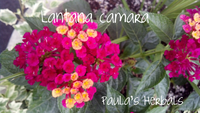 Lantana | Paula's Herbals