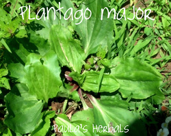 Plantain for Summer Remedies | Paula's Herbals
