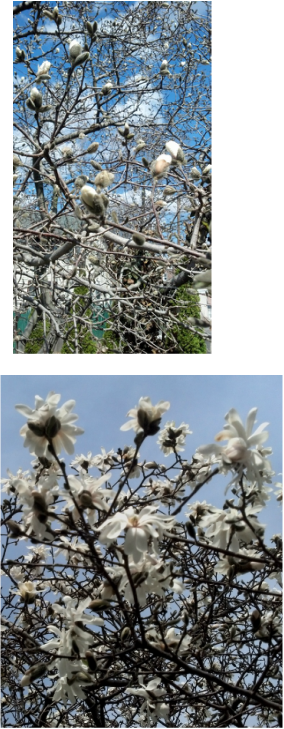Ah Spring | Paula's Herbals Blog