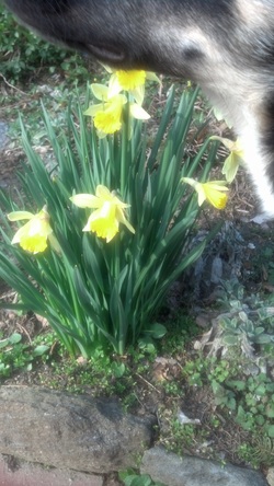 Dog Walking in the Spring | Paula's Herbals