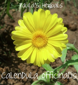 Calendula for Summer Remedies | Paula's Herbals