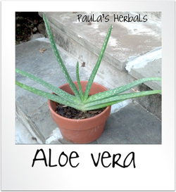 Aloe for Summer Remedies | Paula's Herbals