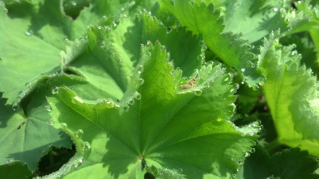 Baby grasshopper on Lady's Mantle at Barefoot Gardens, Doylestown PA | Paula's Herbals